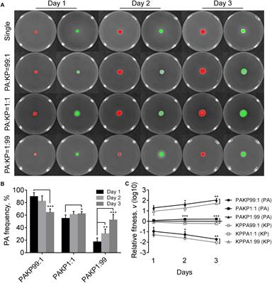 Coexistence of Microbial Species in Structured Communities by Forming a Hawk-Dove Game Like Interactive Relationship